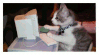 kitten typing on a computer