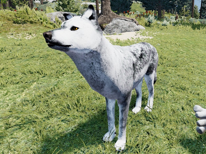 a screenshot of SteveThree, a white wolf, in WolfQuest